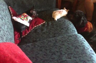 Teacup Chiuahua playing with baby bunnies