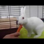 Rabbit eating very crunchy carrot ASMR