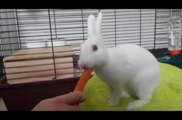Rabbit eating very crunchy carrot ASMR