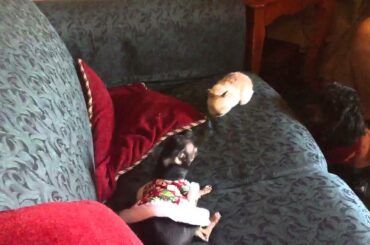 Teacup Chiuahua and baby bunnies 2