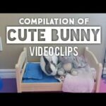 CUTE BUNNY VIDEOS (COMPILATION)
