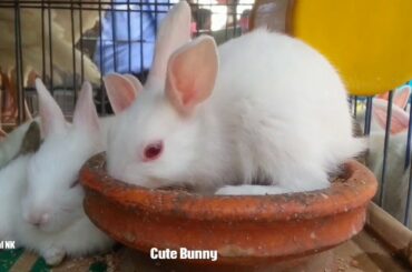 It's Lunch Time | Cute Bunny | A Great White Rabbit