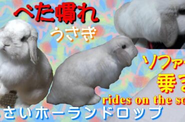 #38【べた慣れうさぎがソファー乗る】おまけ付(Cute bunny rides on the sofa) ロップイヤー ホーランドロップ ウサギ うさぎ Holland Lop Rabbit