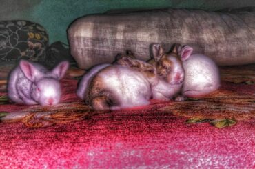 How To Baby Rabbits Playing On The Bed!!!Amazing Cute Rabbits Baby |After 15 Days Later |KiNe MaSteR