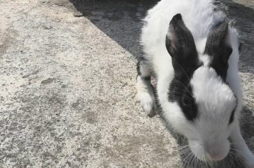Cute rabbit in my home