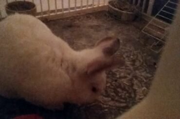 My bunny is sooo cute!