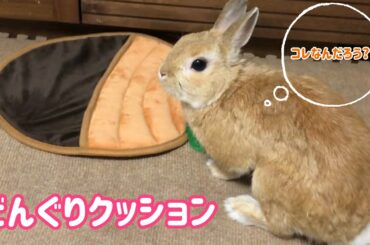 【うさぎ】どんぐりクッションをプレゼント【かわいい】Cute rabbit #85