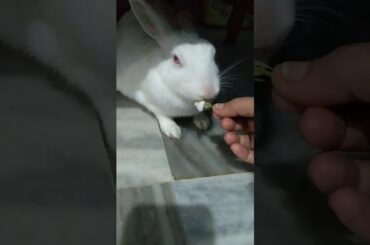 Cute rabbit eating flower🌹