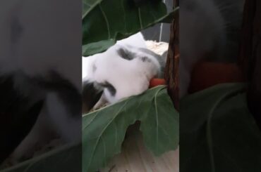 Arkham Bunnies Food Tower -Action