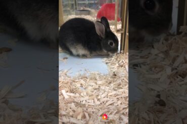 Lindo conejo negro. Cute black rabbit.