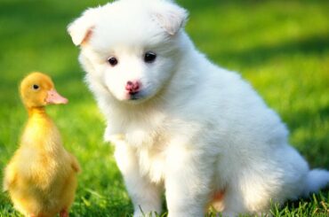 🐷 Cutest Baby Animals Videos Compilation | Cute Moment of the Animals 2020