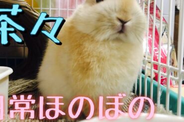 かわいい子うさぎ茶々のほのぼの日常　cute rabbit
