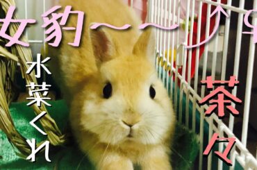 かわいい子うさぎ水菜を食べる　咀嚼音　ASMR cute rabbit