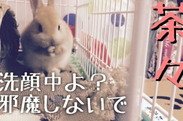 かわいい子うさぎの顔洗い&毛づくろい　cute rabbit