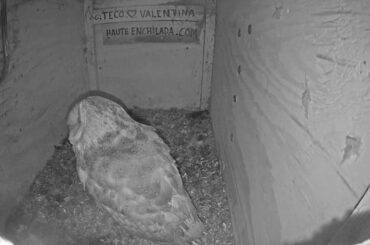 Teco brings a baby rabbit