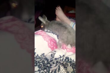 Cute bunny friend 🐇