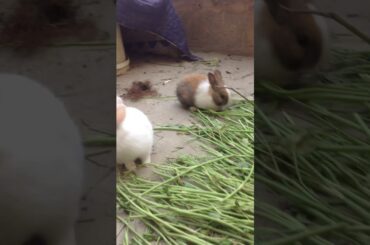Cute eating bunny! My first video!
