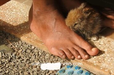 The tiniest rabbit in the world?