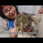 Bubbly Bunny Cinnabun Needs a Home!
