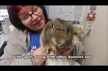 Bubbly Bunny Cinnabun Needs a Home!