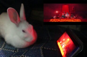 Cute Rabbit's Reaction to SCOOB Teaser Trailer