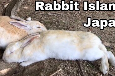 [Cutest]The two rabbits are very good friends | Rabbit Island in Japan（大久野島/うさぎ島）