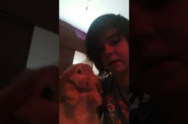 Meet my cute bunnys ,ginger and twinkie.