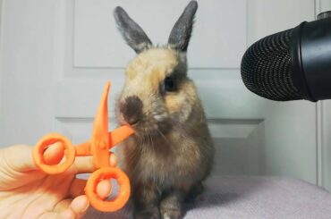 Rabbit Eating Scissor Carrot ASMR Chruchy Food Cute Bunny / my Pets ASMR