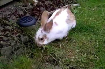 Cute rabbit building her first nest!