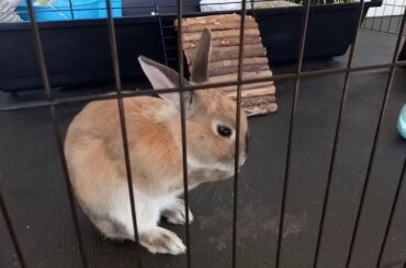 Cute Rabbit-Washing His face and paws