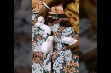 Cute baby rabbits behavior