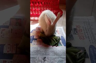 Cute bunny eating leaves😍adorable bunny activity😚
