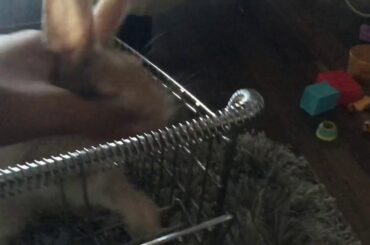 It’s a cute rabbit