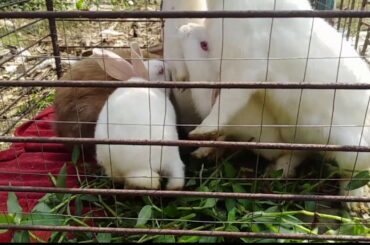 cute baby rabbit with parents new video 2020.