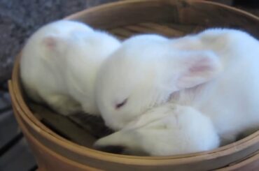 Cute) Rabbit Steam Cook 토끼 찜통