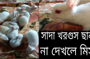funny baby rabbits.সাদা খরগুস ছানা। cute baby rabbits.baby bunny.rabbits.baby.খরগুস।