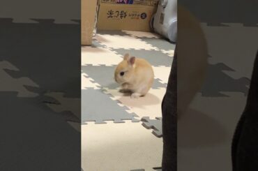 顔洗いつつフェードアウトするかわいい 子うさぎ　cute rabbit