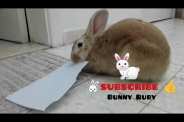 How my cute bunny waiting for me till when I come back home..