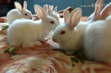 সাদা খরগোশ ছানা।White Rabbit.funny baby rabbits.সাদা খরগুশ।cute baby rabbits.baby bunny.rabbit.baby.