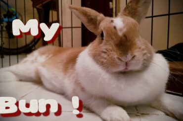 My Bunny Puhi being very cute for almost 2 minutes :D