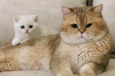 Kitty Coco met  her dad William | Soo Cute || Bitish Shorthair