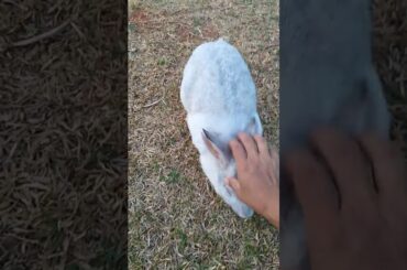 So cute rabbit
