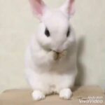 Cute bunny compilation 01
