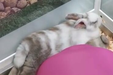 Bunny perfectly sploots on top of his best friend