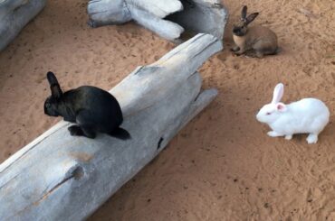 Cute Rabbits in a Park