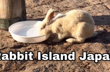 [Cutest]Wild rabbit drinking water | Rabbit Island in Japan（大久野島/うさぎ島）