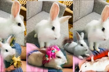 Cute, Funny and Sweet moment with My Rabbit♥️🥰 | Compilation