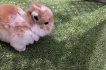 4week old Holland Lop rabbit babies! Too cute