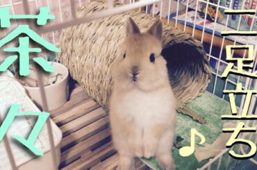二本足で立つかわいい子うさぎ　cute rabbit