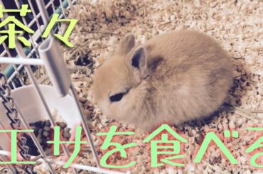 かわいいうさぎの赤ちゃん餌をボリボリ食べる　cute rabbit